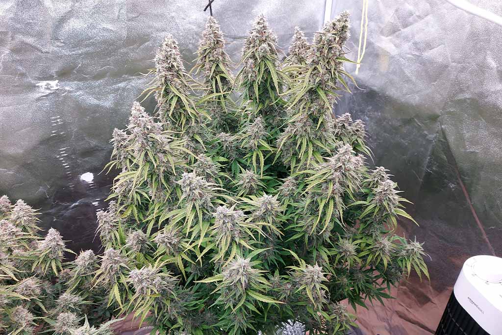 Auto White Widow flowering stage by Cannabis_sir (3)
