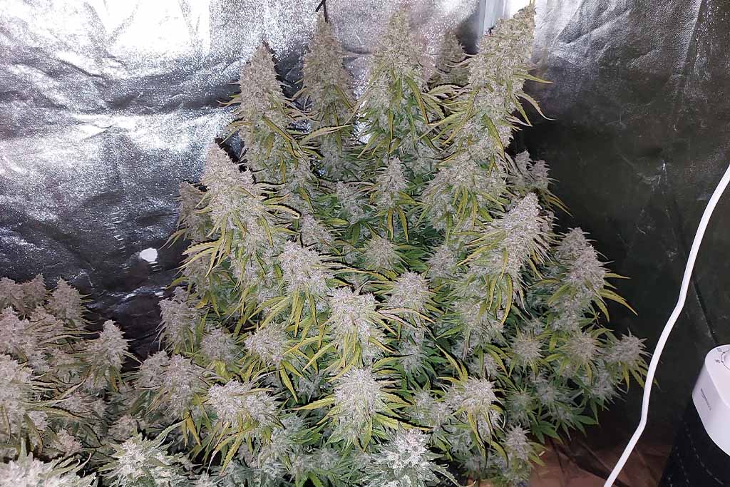 Auto White Widow flowering stage by Cannabis_sir (5)