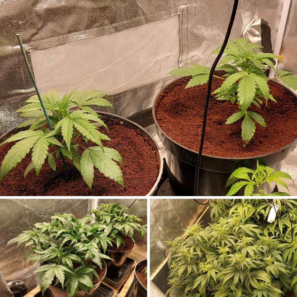 Auto White Widow sturdy vegetative growth by Cannabis_sir