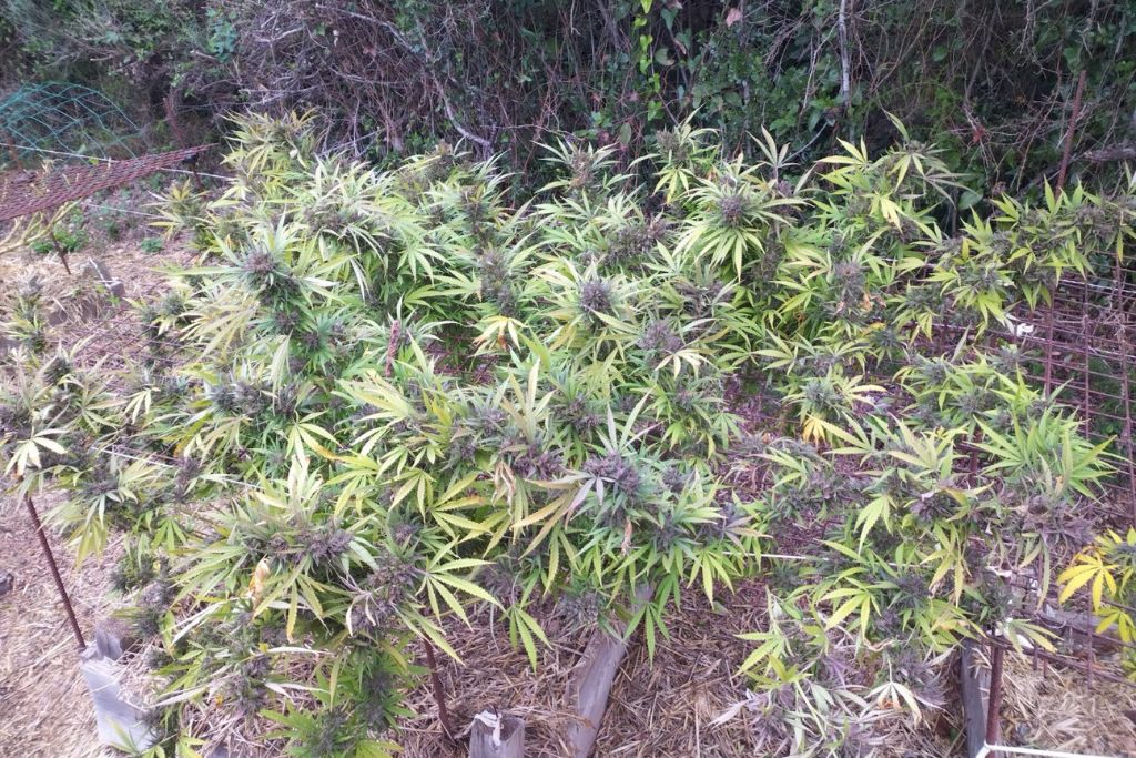 Desfrán +900g dry buds harvest from 3 plants grown outdoors