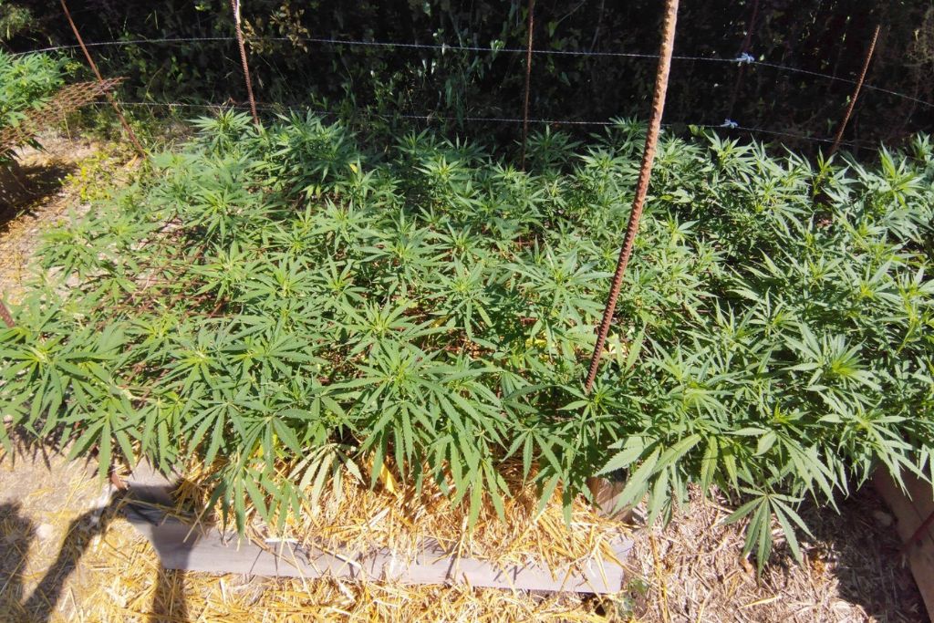 Desfrán grown outdoors with SCROG and Lollipopping