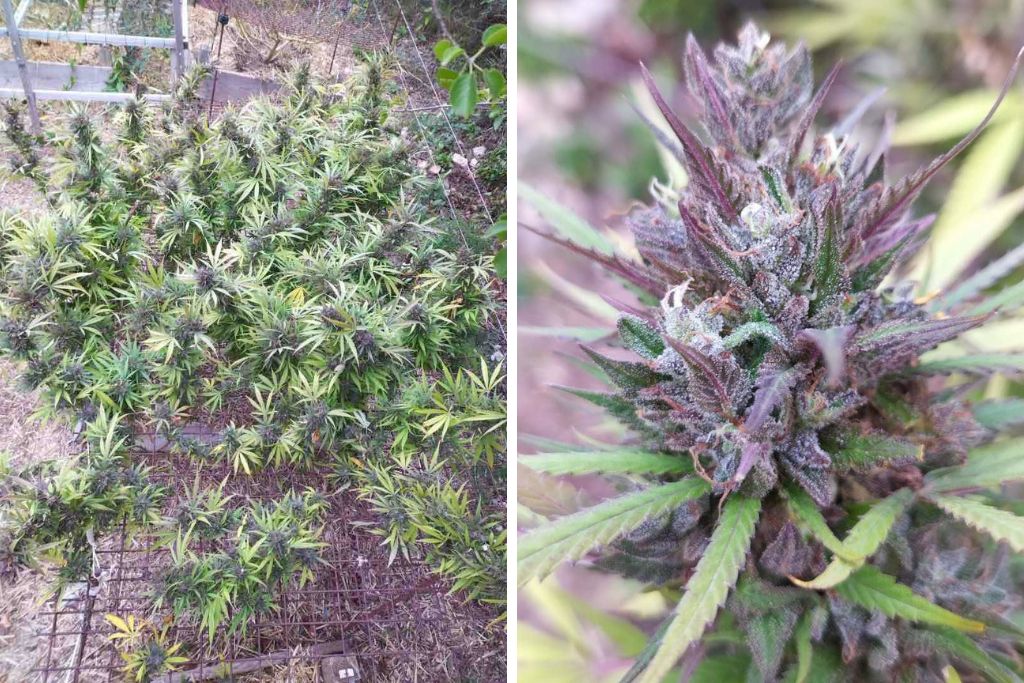 Outdoor cannabis flowering pictures of Desfrán (1/2)