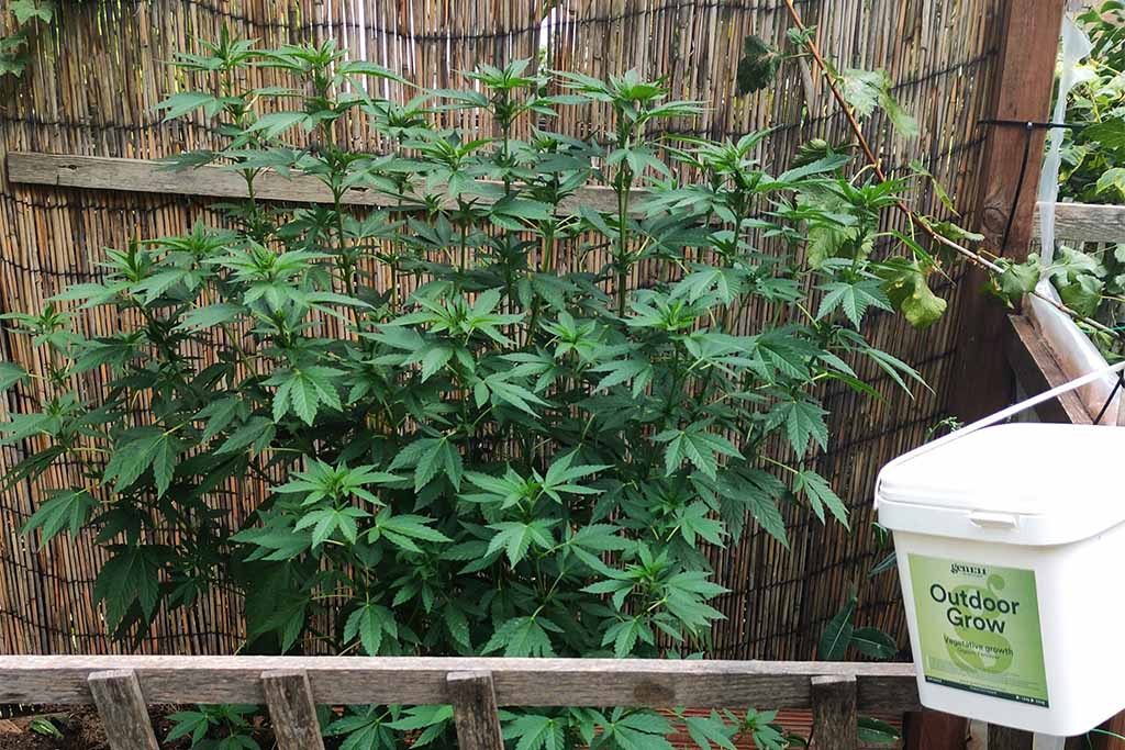 Durban Dew outdoor grow report by Mrs_Larimar (Topping technique)