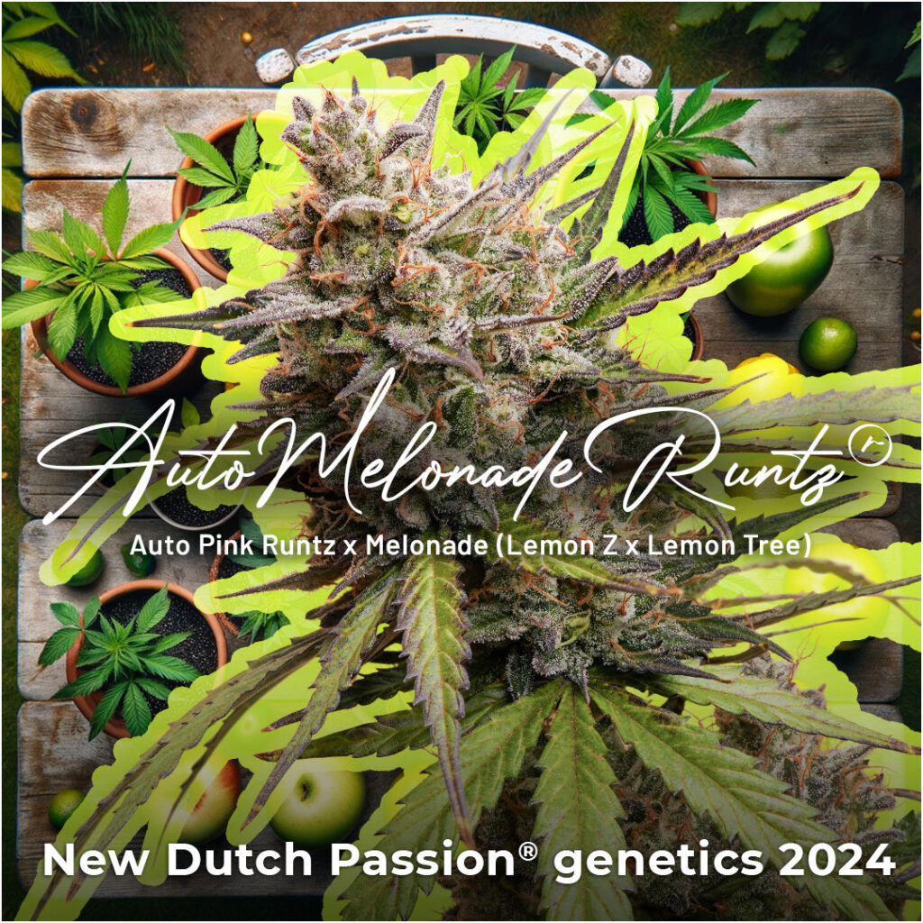 Auto Melonade Runtz - New cannabis seeds releases 2024