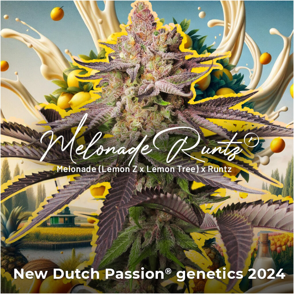 Melonade Runtz - New cannabis seeds releases 2024