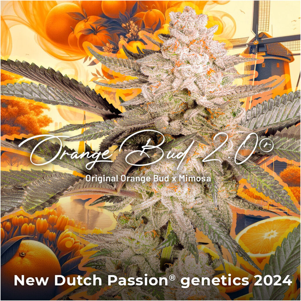 Orange Bud 2.0 - New cannabis seeds releases 2024