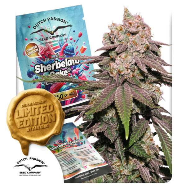 Sherbelato Cake limited edition feminised cannabis seeds (1)