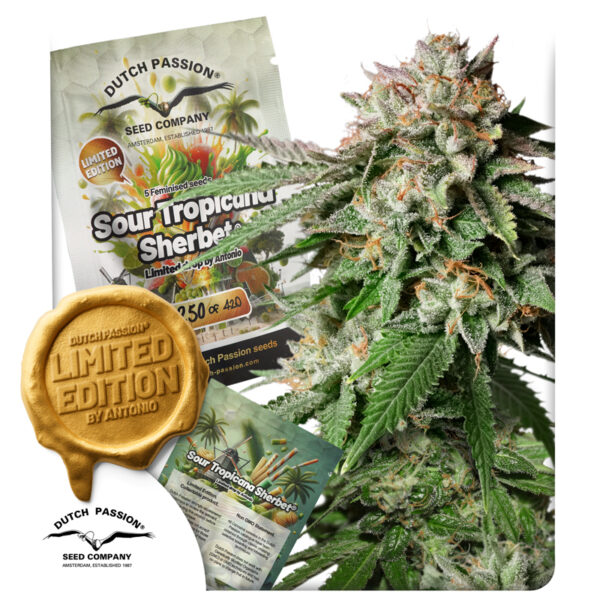 Sour Tropicana Sherbet limited edition feminised cannabis seeds (1)