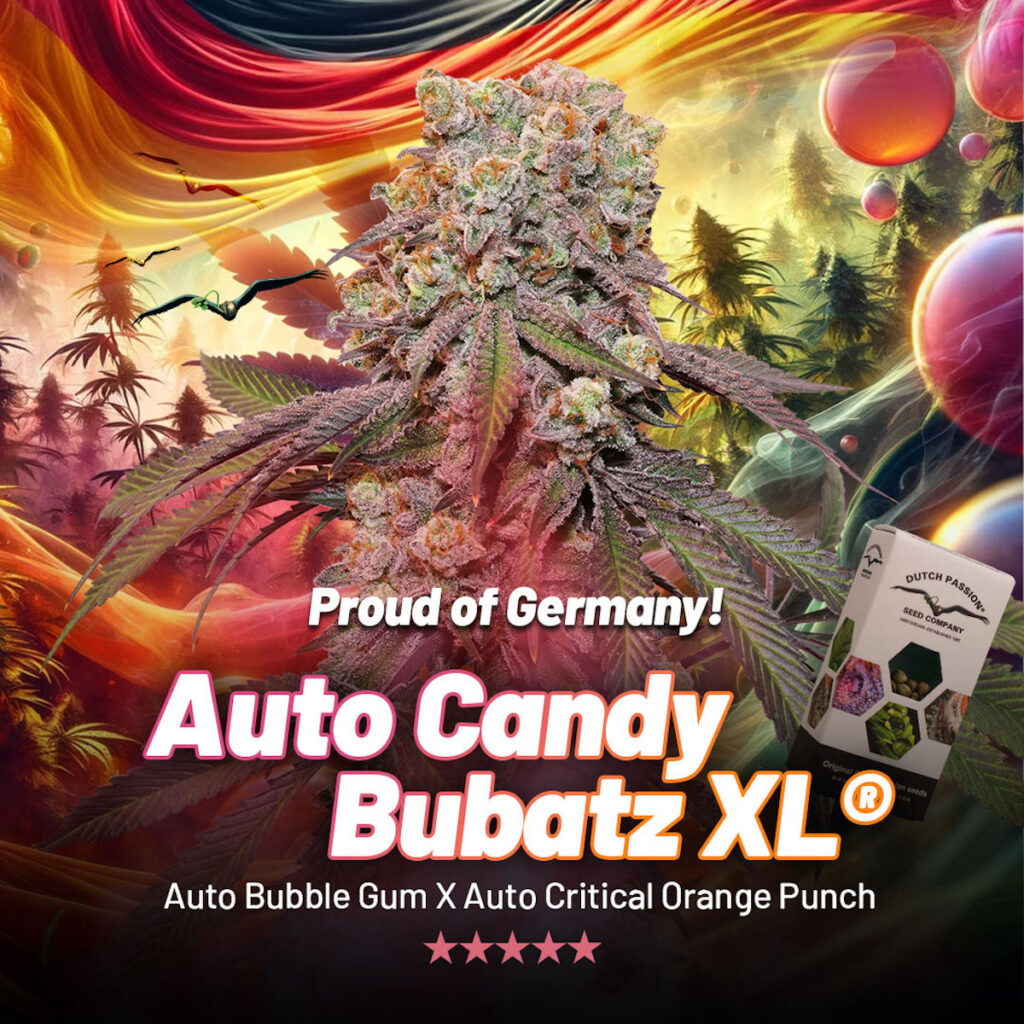Auto Candy Bubatz XL - New cannabis seeds 2024
