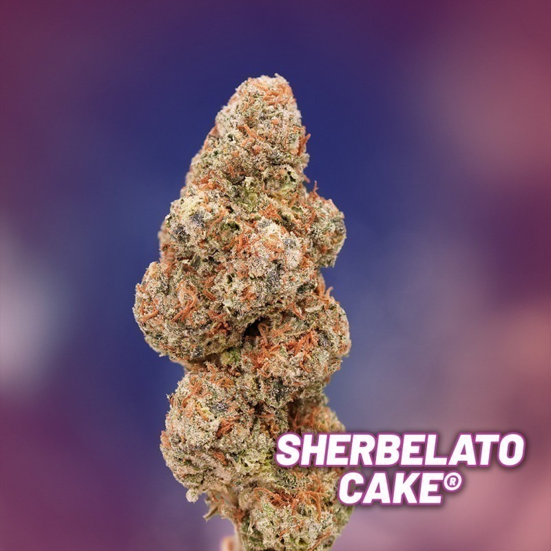 Sherbelato Cake limited edition feminised cannabis seeds (5)