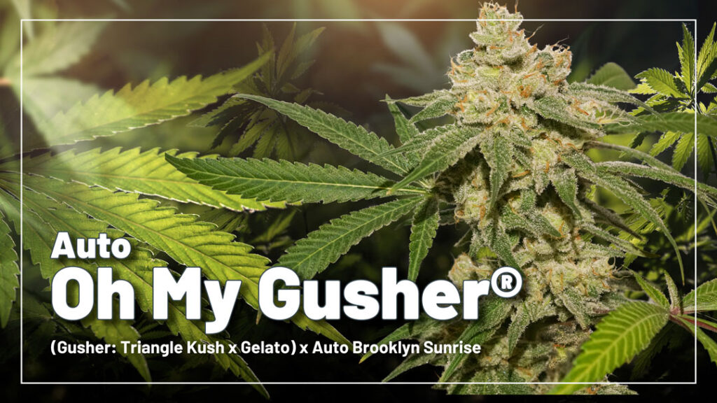 Auto Oh My Gusher cannabis seeds by Dutch Passion