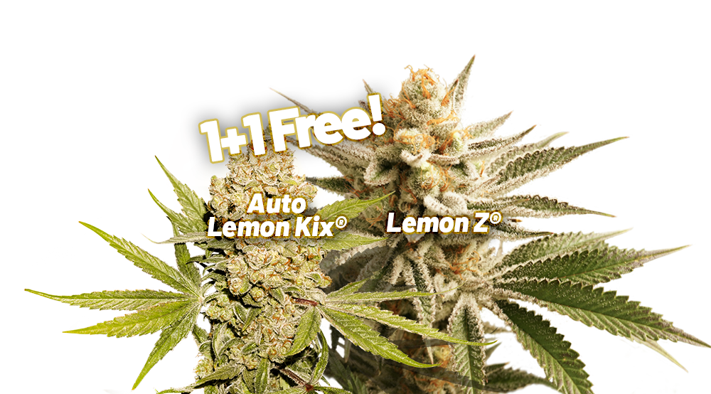 1+1 Free cannabis seeds promo (Auto Lemon Kix; Lemon Z)