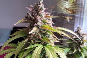 Auto Oh My Gusher - second best Indica-dominant variety at the Autoflower World Cup 2024