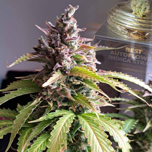 Auto Oh My Gusher - second best Indica-dominant variety at the Autoflower World Cup 2024