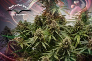 Auto Euforia cannabis seed to harvest grow report by The Artist