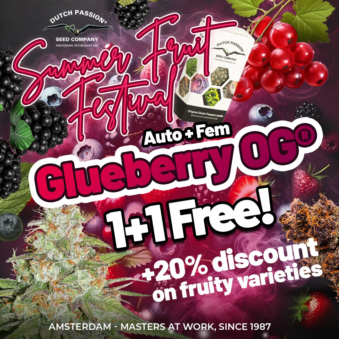 Summer Fruit Festival: Glueberry OG 1+1 Free cannabis seeds