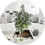 Cannabis Grow Guides by Dutch Passion
