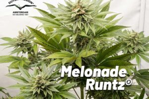 Melonade Runtz indoor cannabis seed to harvest report by The Artist