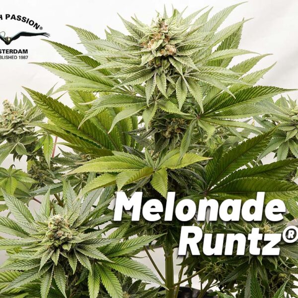 Melonade Runtz indoor cannabis seed to harvest report by The Artist