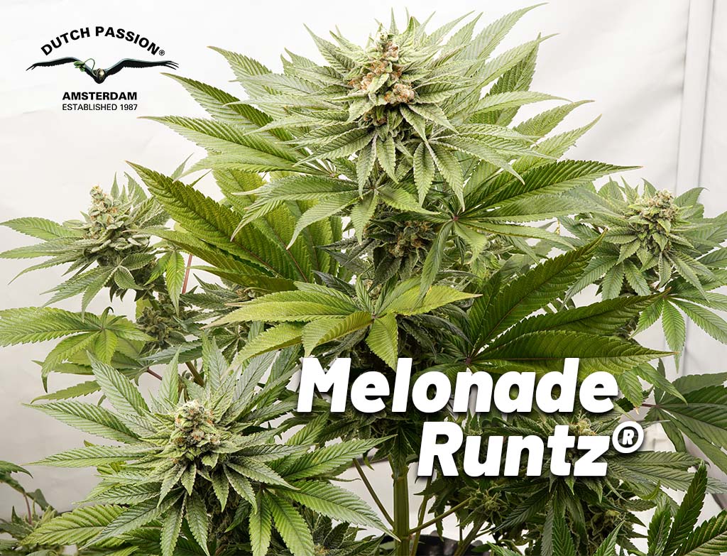 Melonade Runtz indoor cannabis seed to harvest report by The Artist