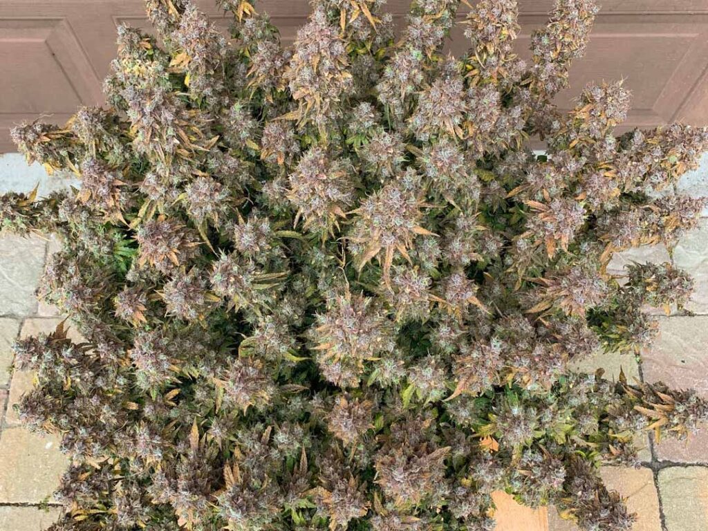 Auto Glueberry OG grown indoors hydroponically by 420Autoflower (B2)