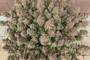 Auto Glueberry OG grown indoors hydroponically by 420Autoflower (B2)