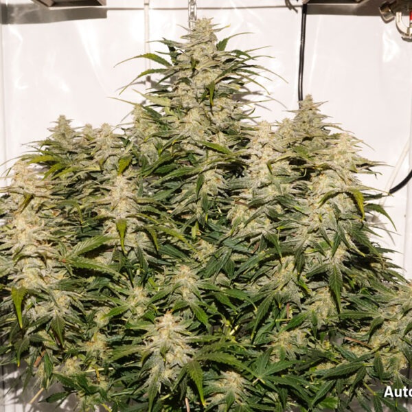 Auto SFV OG cannabis seed to harvest report by Antonio