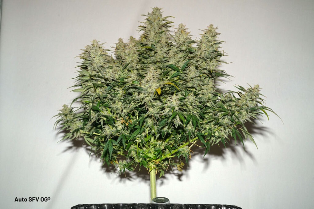Auto SFV OG grown by Antonio (Flowering stage)