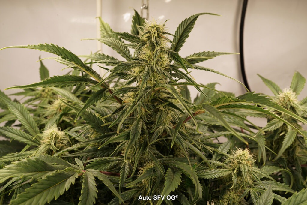 Auto SFV OG grown by Antonio (Flowering stage)
