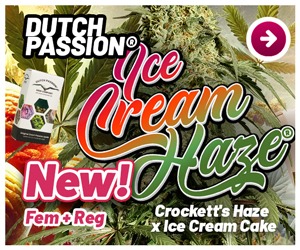 New cannabis seeds: Ice Cream Haze