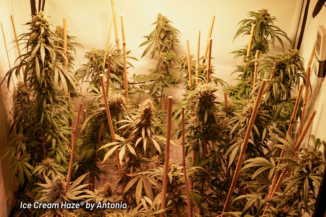 Cannabis Temperature and Humidity Levels Guide Dutch Passion