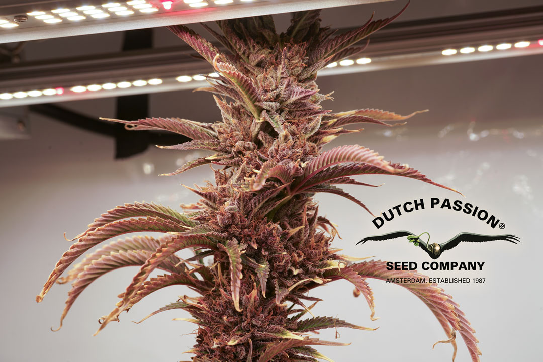 Durban Poison ® Archives | Dutch Passion Blogs