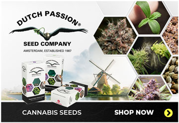 Dutch Passion cannabis seeds