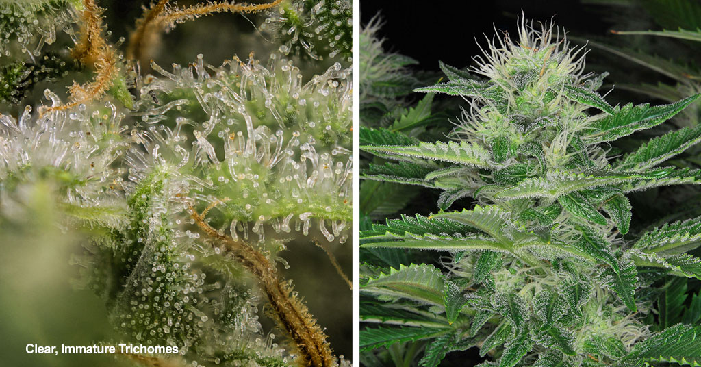Clear cannabis trichomes