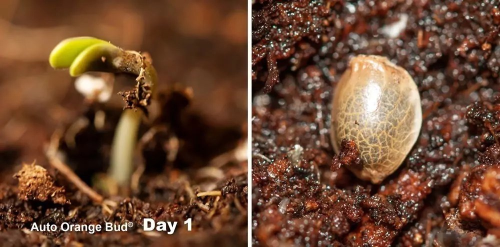 Germination stage