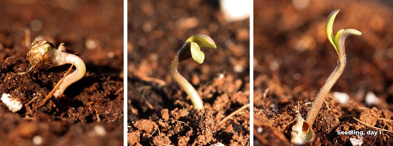 Cannabis seedling stage