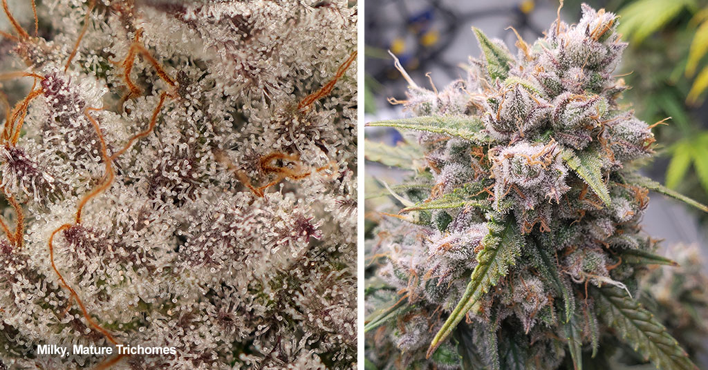 Ripe milky cannabis trichomes