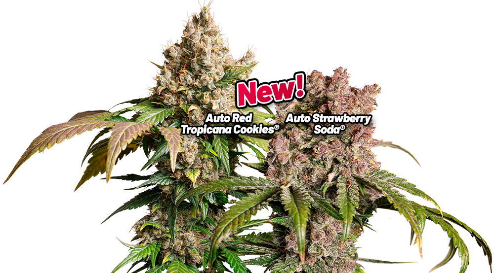 Auto Red Tropicana Cookies and Auto Strawberry Soda