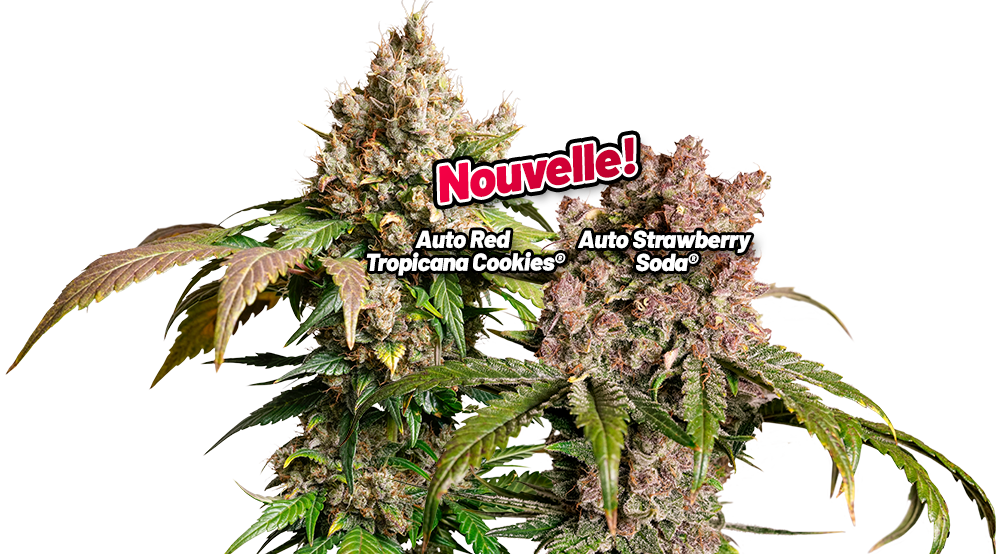 Auto Red Tropicana Cookies and Auto Strawberry Soda