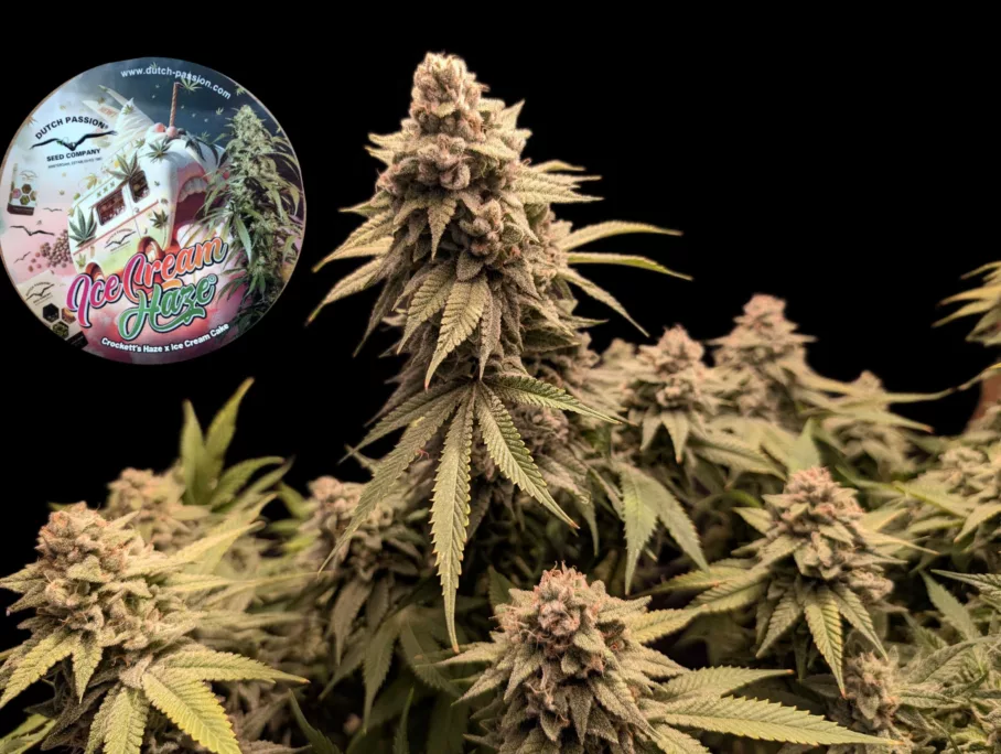 Ice Cream Haze regular seeds grown indoors (late bloom)