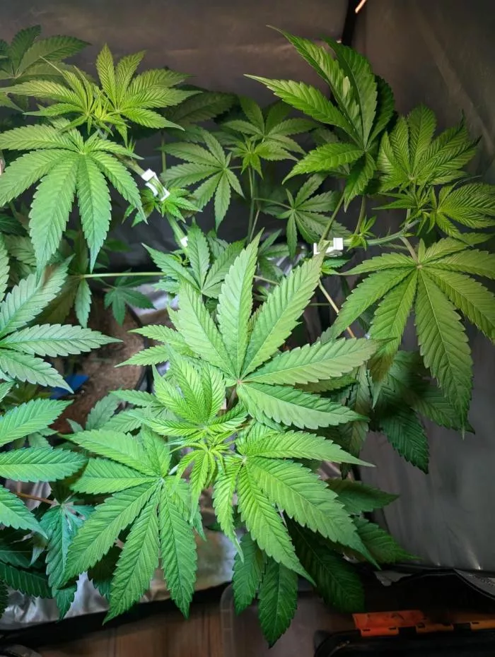 Ice Cream Haze regular seeds grown indoors (veg - week 5)