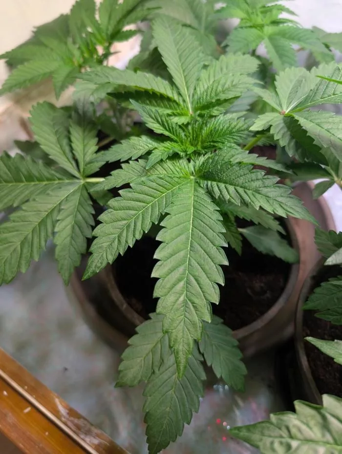 Ice Cream Haze regular seeds grown indoors (week 4)