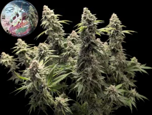 Ice Cream Haze regular seeds grown indoors in Germany by GoodTimesOrganic