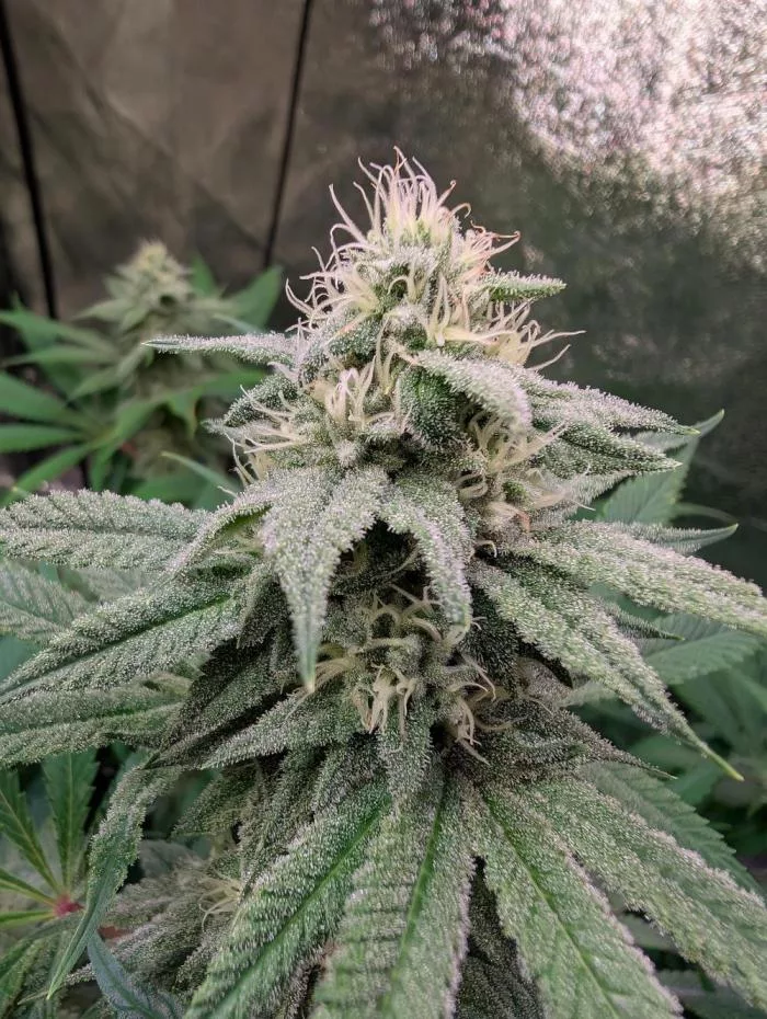 Ice Cream Haze regular seeds grown indoors (week 4)