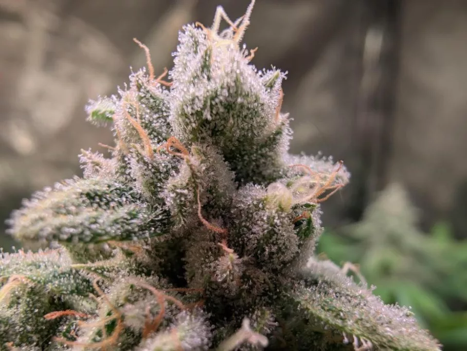 Ice Cream Haze regular seeds grown indoors (6 weeks)
