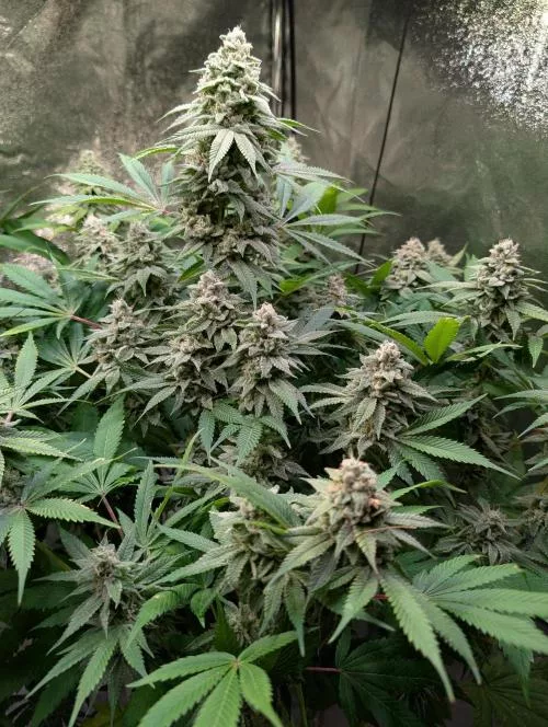 Ice Cream Haze regular seeds grown indoors (week 6)