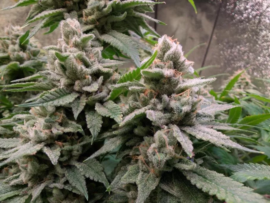 Ice Cream Haze regular seeds grown indoors (7 weeks flowering)