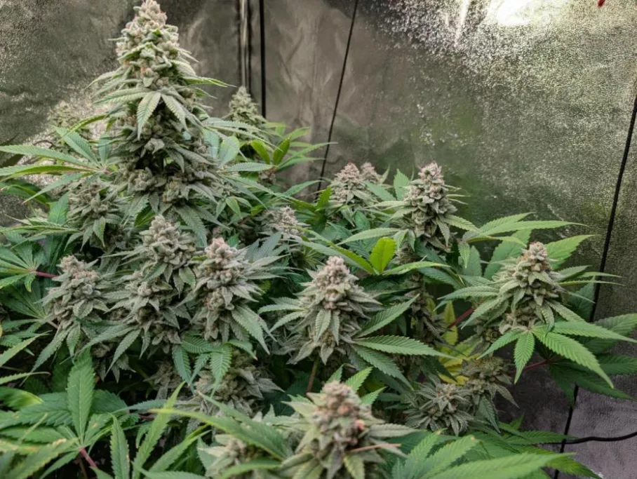 Ice Cream Haze regular seeds grown indoors (flower - week 7)
