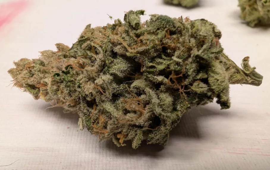 Ice Cream Haze regular seeds grown indoors (flower)