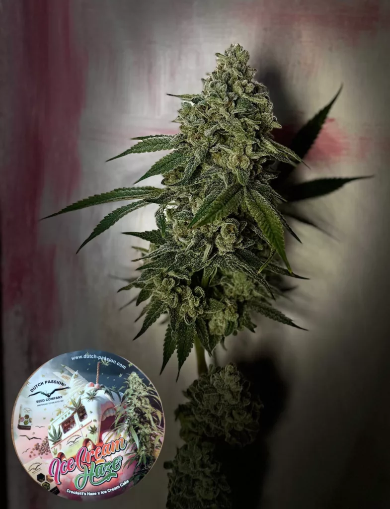 Ice Cream Haze regular seeds grown indoors (harvest)